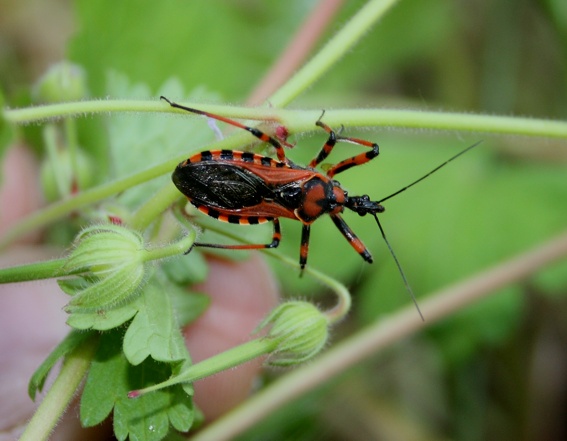 Rhynocoris iracundus?